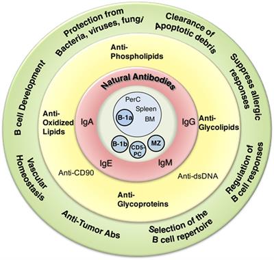 Defining Natural Antibodies